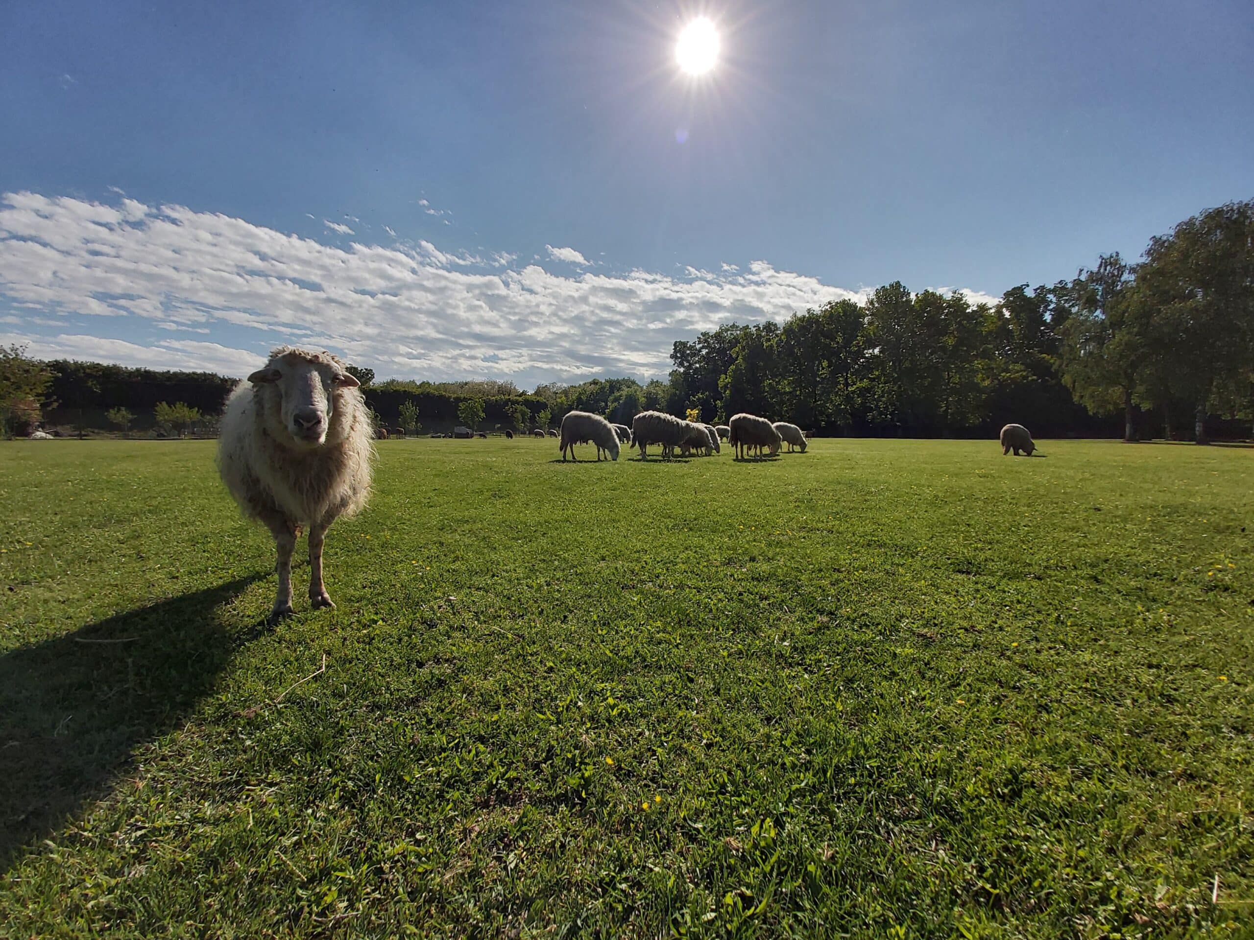 immagine di progetto "Diverse specie per un solo pianeta" 1