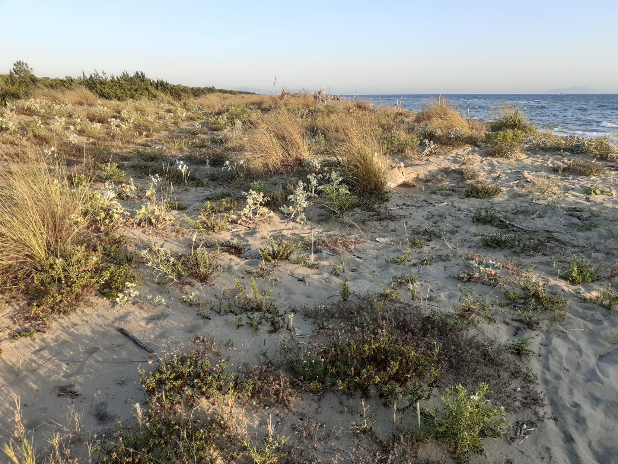 immagine di progetto "Ecosistema DUNA" 4