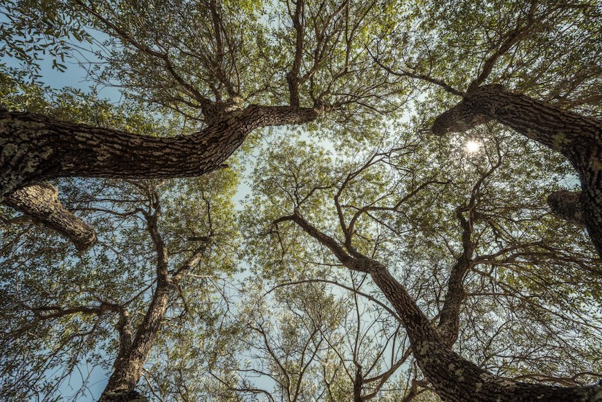 immagine di progetto "Da discarica a bosco urbano" 1